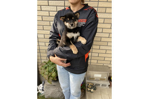 成約済の愛媛県の柴犬-113287の5枚目