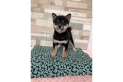 成約済の愛媛県の柴犬-113287の3枚目