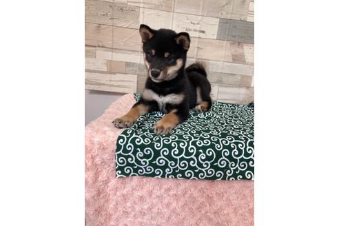 成約済の愛媛県の柴犬-113287の4枚目