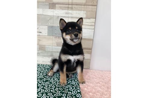 成約済の愛媛県の柴犬-113287の2枚目