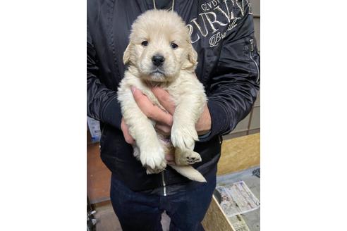 成約済の静岡県のゴールデンレトリーバー-117202の3枚目