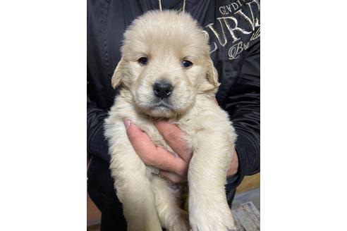 成約済の静岡県のゴールデンレトリーバー-117202の2枚目