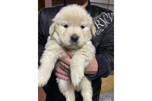 成約済の静岡県のゴールデンレトリーバー-117203