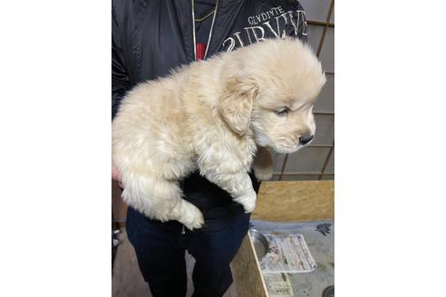 成約済の静岡県のゴールデンレトリーバー-117203の3枚目