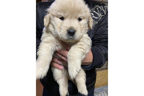 成約済の静岡県のゴールデンレトリーバー-117203の2枚目