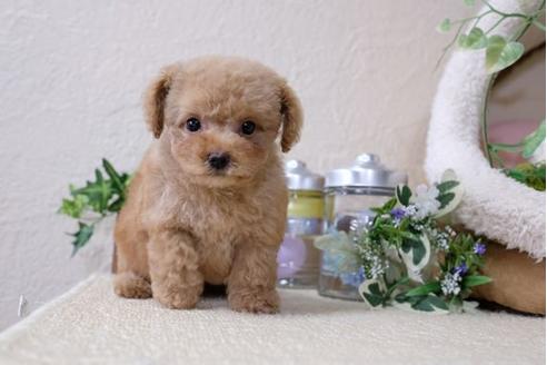 成約済の滋賀県のトイプードル-115747