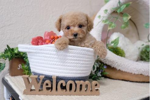 成約済の滋賀県のトイプードル-115747の5枚目