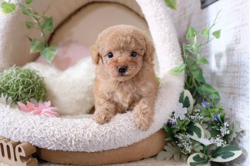 成約済の滋賀県のトイプードル-115747の3枚目