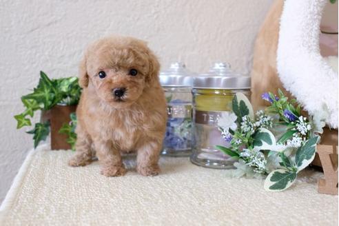 成約済の滋賀県のトイプードル-115747の2枚目