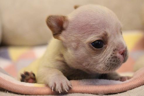 成約済の愛知県のフレンチブルドッグ-114904の5枚目