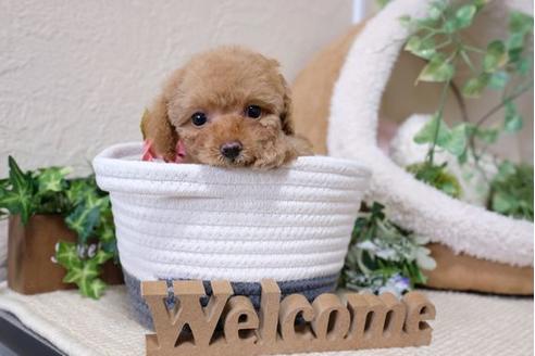 成約済の滋賀県のトイプードル-115751の1枚目