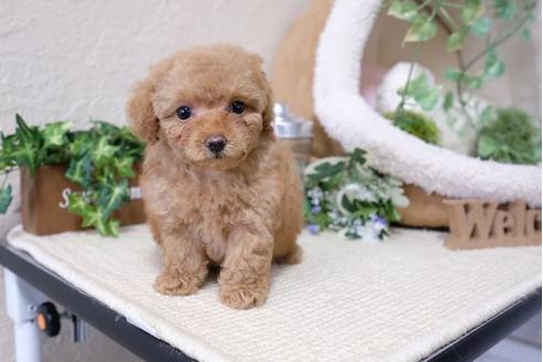 成約済の滋賀県のトイプードル-115751の5枚目