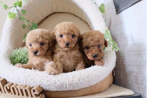 成約済の滋賀県のトイプードル-115751の4枚目