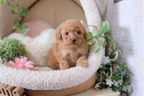 成約済の滋賀県のトイプードル-115751の3枚目