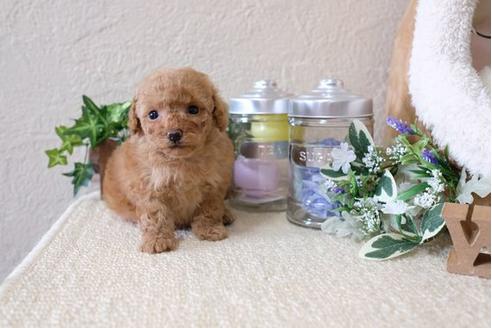 成約済の滋賀県のトイプードル-115751の2枚目