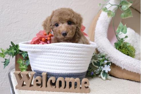 成約済の滋賀県のトイプードル-115753の1枚目