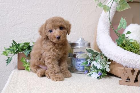 成約済の滋賀県のトイプードル-115753の5枚目