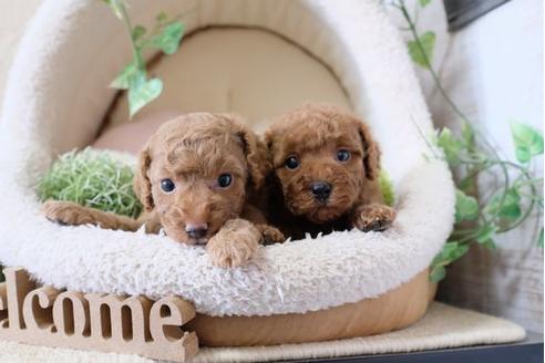 成約済の滋賀県のトイプードル-115753の4枚目