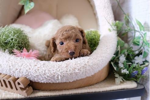 成約済の滋賀県のトイプードル-115753の3枚目