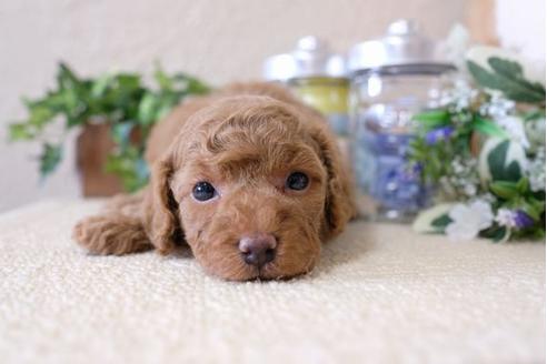 成約済の滋賀県のトイプードル-115753の2枚目