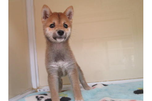 成約済の岡山県の豆柴-117238の9枚目