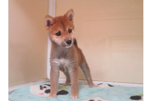 成約済の岡山県の豆柴-117238の8枚目