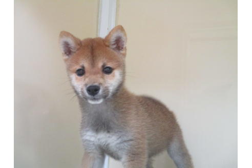 成約済の岡山県の豆柴-117238の7枚目