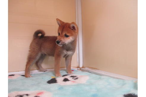 成約済の岡山県の豆柴-117238の6枚目