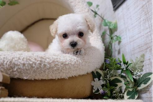 成約済の滋賀県のトイプードル-115755の1枚目