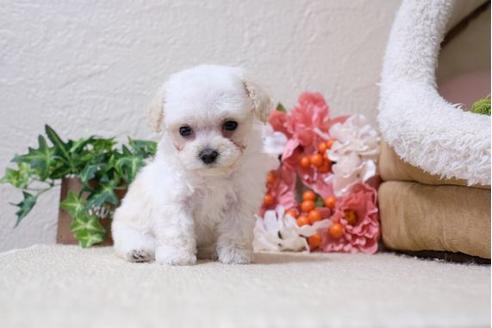 成約済の滋賀県のトイプードル-115755の4枚目