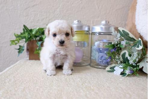 成約済の滋賀県のトイプードル-115755の3枚目