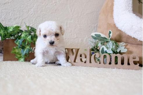 成約済の滋賀県のトイプードル-115755の2枚目