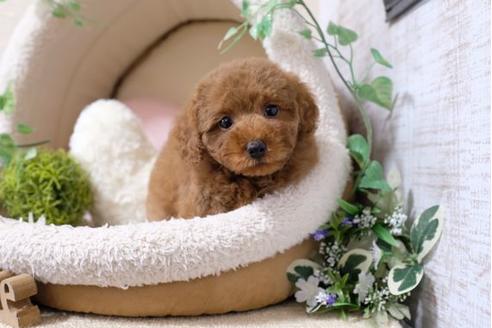 成約済の滋賀県のトイプードル-115754の1枚目