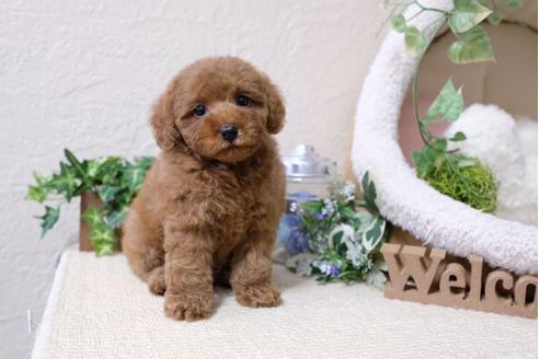 成約済の滋賀県のトイプードル-115754の5枚目