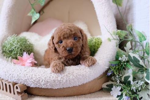 成約済の滋賀県のトイプードル-115754の3枚目