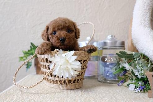 成約済の滋賀県のトイプードル-115754の2枚目