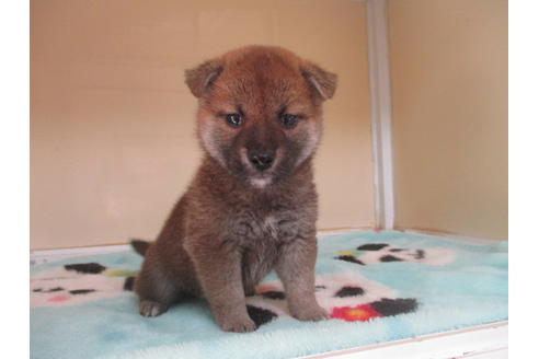 成約済の岡山県の柴犬-117250の1枚目