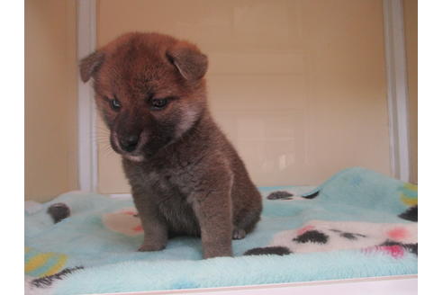 成約済の岡山県の柴犬-117250の5枚目