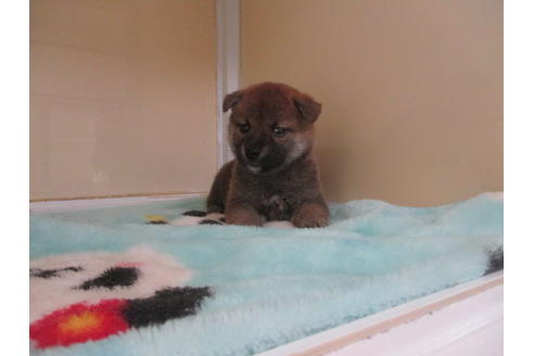 成約済の岡山県の柴犬-117250の3枚目