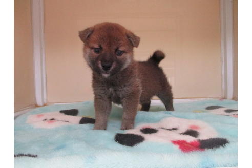 成約済の岡山県の柴犬-117250の2枚目