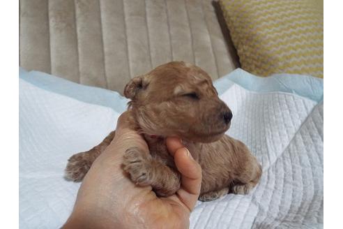 成約済の兵庫県のトイプードル-117270の3枚目