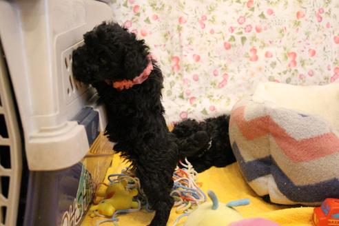 成約済の愛知県のトイプードル-113641の5枚目