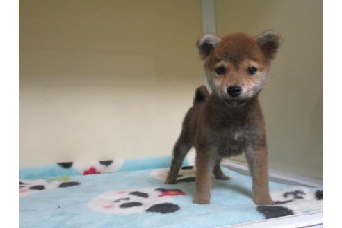 成約済の岡山県の柴犬-117304の1枚目