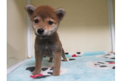 成約済の岡山県の柴犬-117304の5枚目