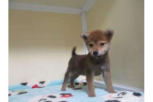 成約済の岡山県の柴犬-117304の4枚目