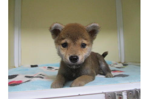 成約済の岡山県の柴犬-117304の3枚目