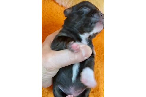 成約済の神奈川県のチワワ(ロングコート)-117362の74枚目