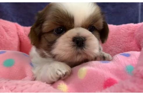 成約済の東京都のシーズー-117308