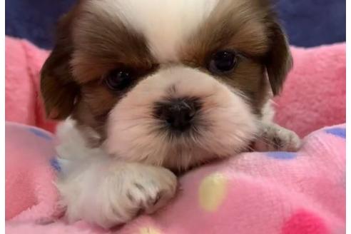 成約済の東京都のシーズー-117308の2枚目