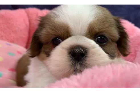 成約済の東京都のシーズー-117311